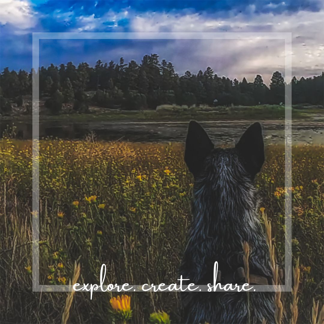 ShowLowChamber tweet media