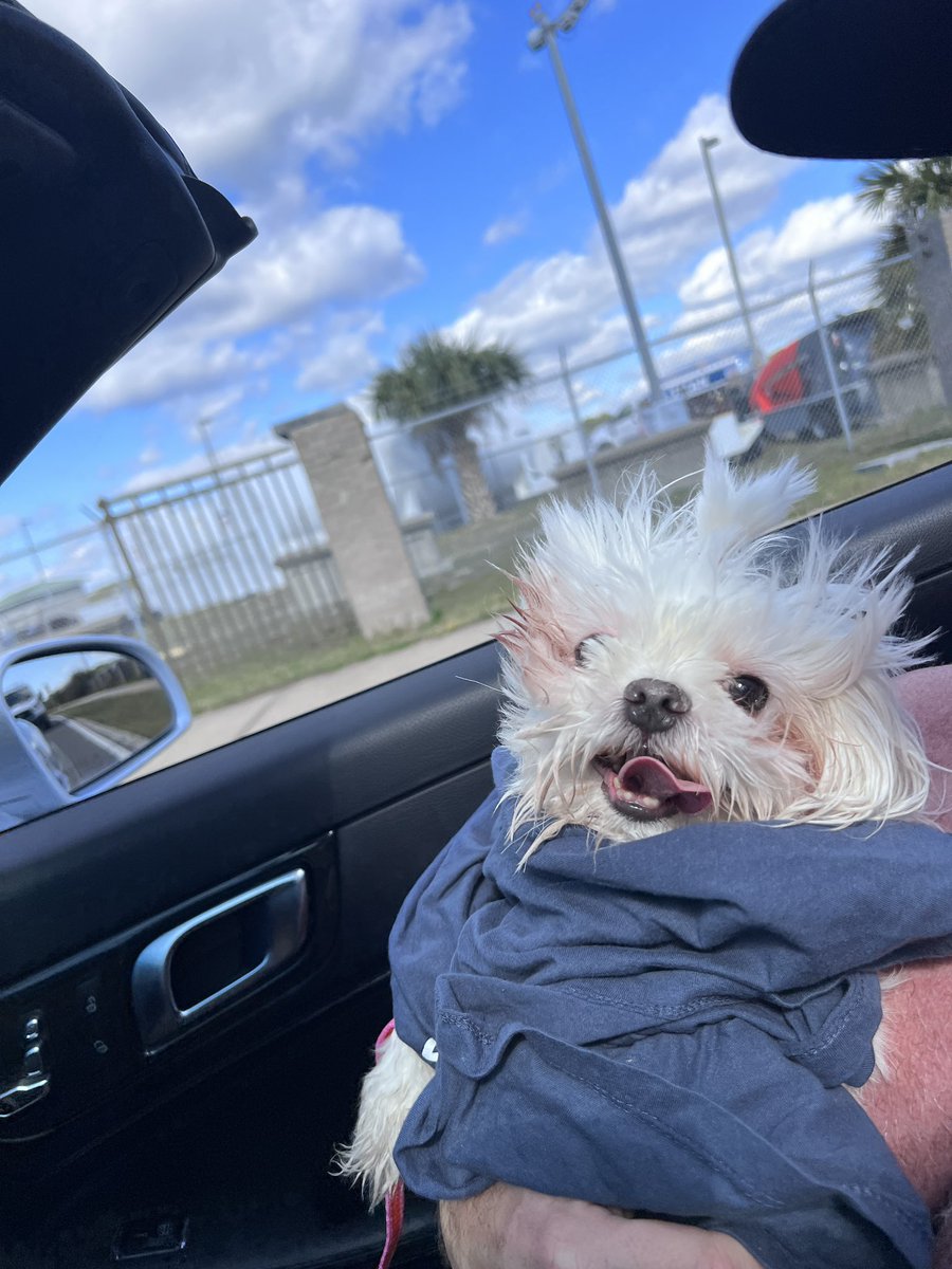 raventim's tweet photo. “Hot Dog Vibes” #maltese #dogs #fyp #topdown https://t.co/TLBTTNib0h