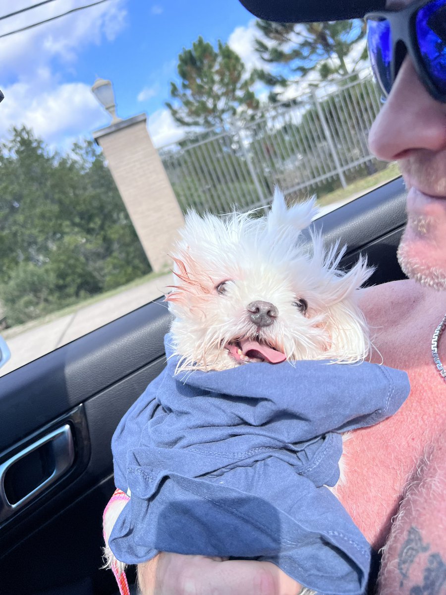 raventim's tweet photo. “Hot Dog Vibes” #maltese #dogs #fyp #topdown https://t.co/TLBTTNib0h
