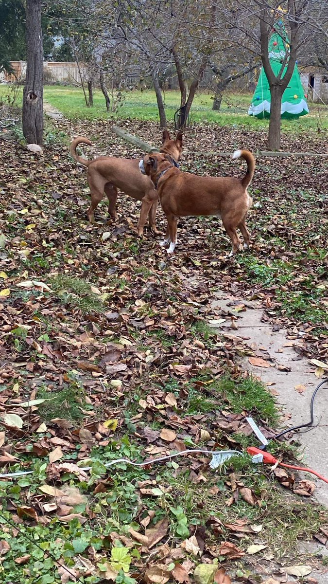 TimesWRLD999's tweet photo. One dog isn’t enough so it was time for another one to join us 🥰 https://t.co/6XJbYqyGrO