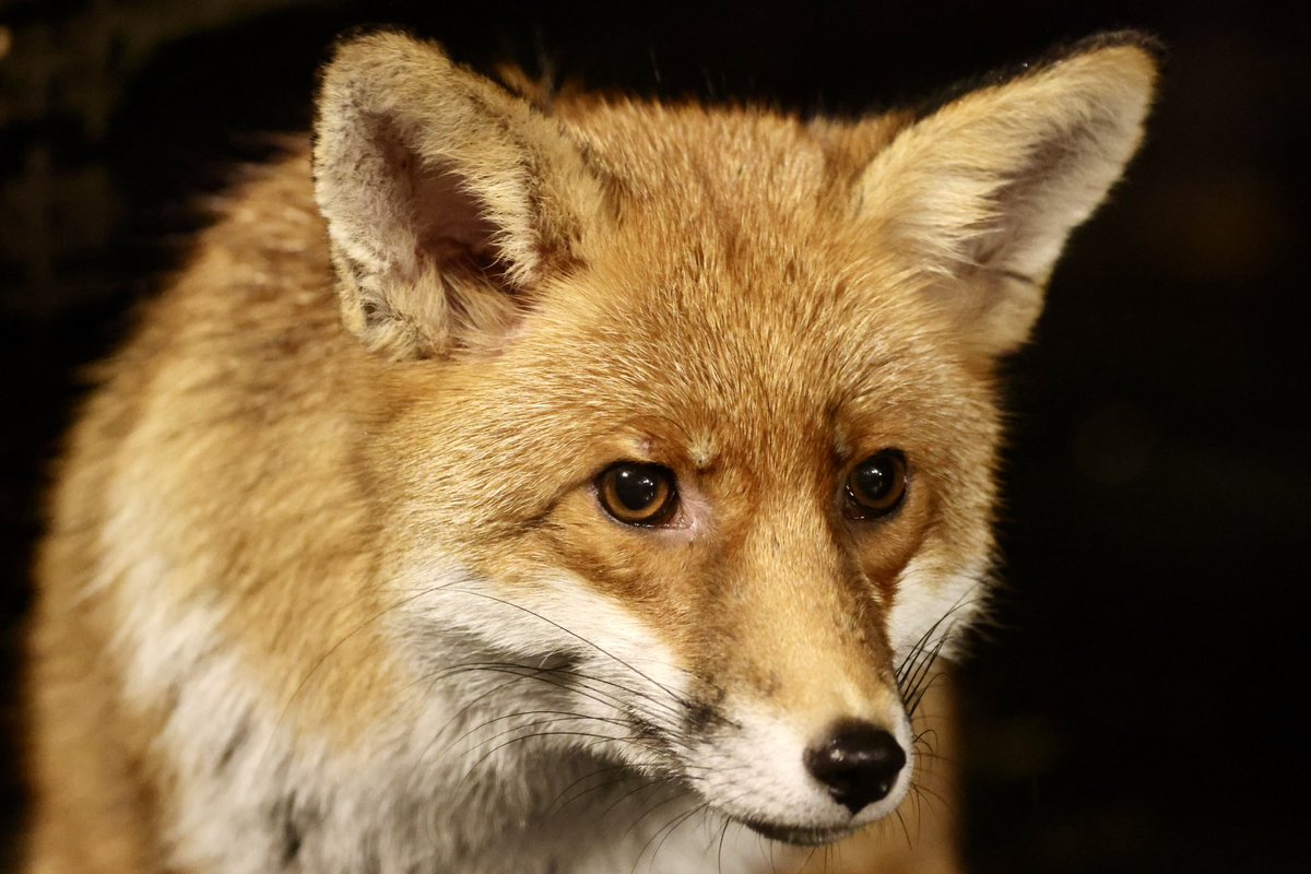 Gorgeous Fox visiting tonight #fox #foxes #FoxOfTheDay #BBCWildlifePOTD #bbccountryfilemagpotd #bbcearth #photooftheday #NaturePhotography #TwitterNatureCommunity #WildlifeFrontGarden #wildlifephotography #Animal #animalrising