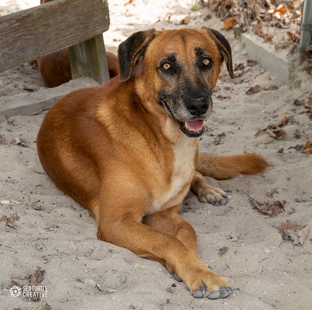 Potcake Rescue 🏝🐕 tweet media