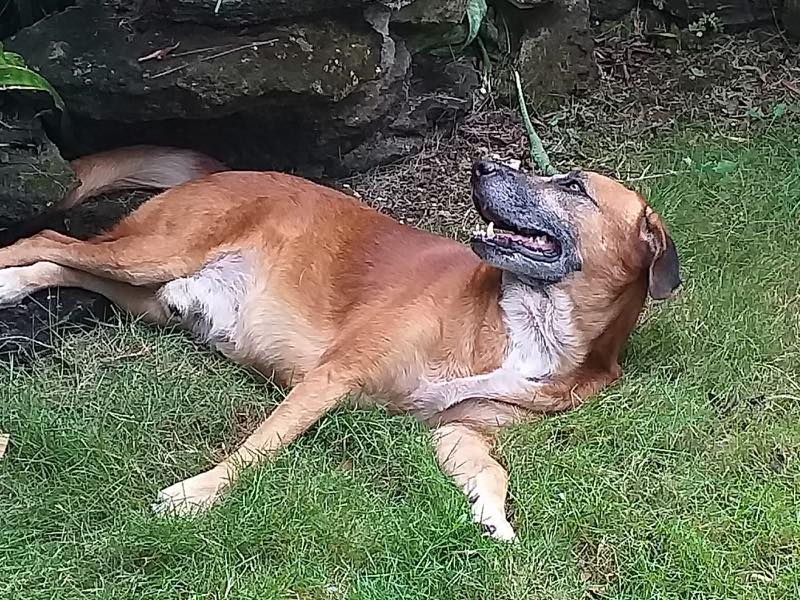 Potcake Rescue 🏝🐕 tweet media