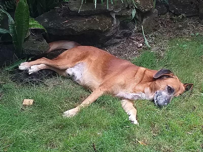 Potcake Rescue 🏝🐕 tweet media