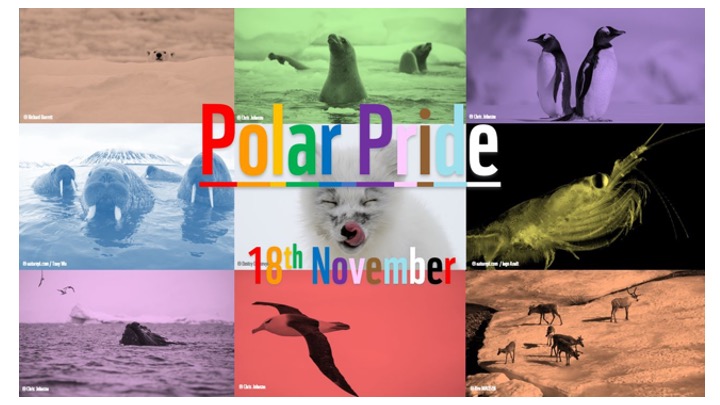 WWF_Arctic's tweet photo. 🏳️‍🌈❄️ POLAR PRIDE DAY🏳️‍🌈❄️

Today, the WWF #Arctic and other WWF offices join the global celebrations to mark LGBTQ+ in STEM and the #polar science community🌈

But really, every day should be about diversity and inclusivity🥼🧪🔬👩‍🔬👨‍🔬💻🛥️

#PolarPride
@PridePolar
@LGBTSTEMDay https://t.co/E9qDZlOypJ