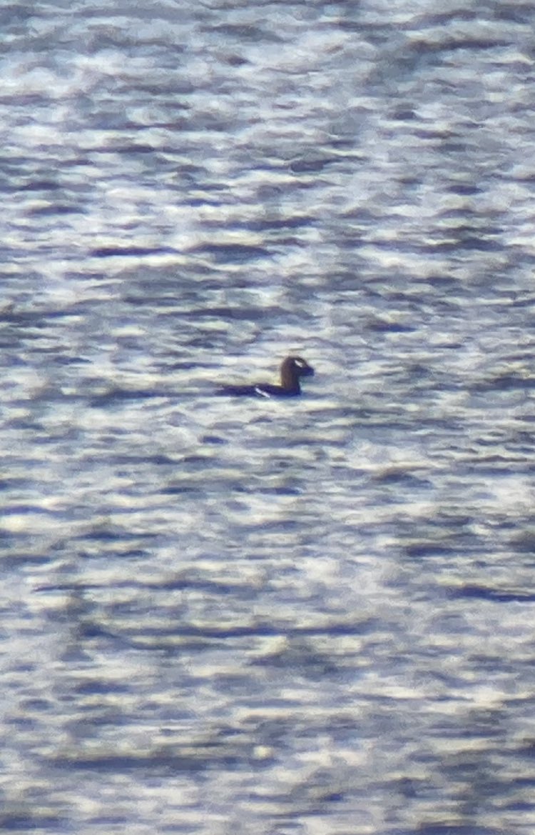 RasmusStrack's tweet image. Found the two male’s Stejnegers scooter, one at Høve and one and Sandflugtsplantagen Denmark, they are back for the Winther 
@LeeEvansBirding @cianbirder @Club300_SE @BirdGuides