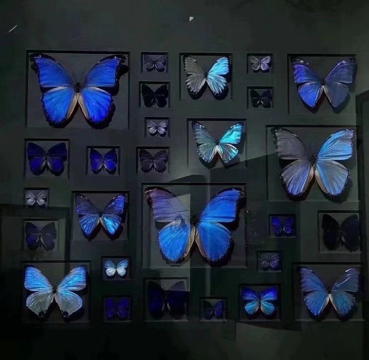 Butterflies 🦋