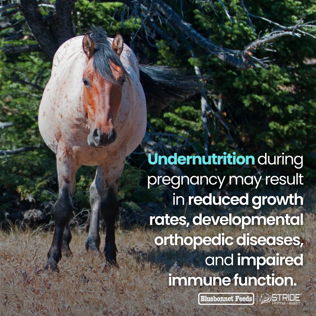 BluebonnetFeeds's tweet photo. 🥼 Research sheds light on how a pregnant mare's diet significantly shapes her foal's future 👇
Get full access to the Ultimate Breeding Guide FREE with over 90 cited resources 👉 https://t.co/UeTVPQ5MTl
#feedwhatmatters #ultimatebreedingguide #equinebreeding #equinerepro https://t.co/Pi893B4kfg