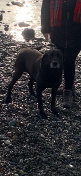millypod1's tweet photo. BOW HOME SAFE. THANKS FOR RT's 😊🐕🐾

🆘16 NOV 2023 #Lost BOW #ScanMe
OLDER Black Labrador Retriever Male 
Grotton Bridle Path, seen in #Lees #Springhead #Holts and Coverhill Road.  Last seen near FryDays in Springhead #Oldham #OL4 on the bridle path
https://t.co/N0S0GUvHEb https://t.co/cLh9OXZYrB