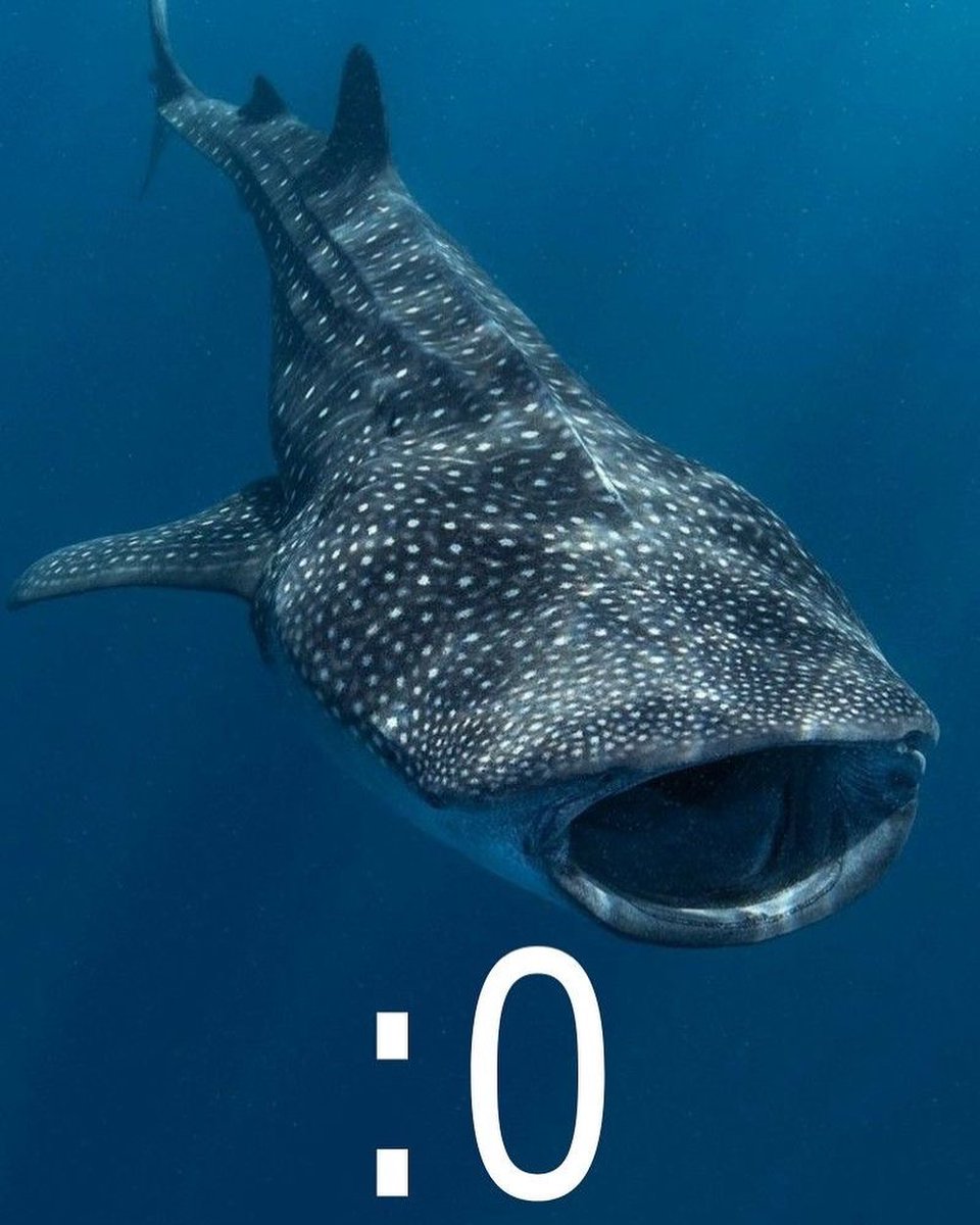 SharksEveryDayy's tweet photo. :0 https://t.co/djdPUFC5m3