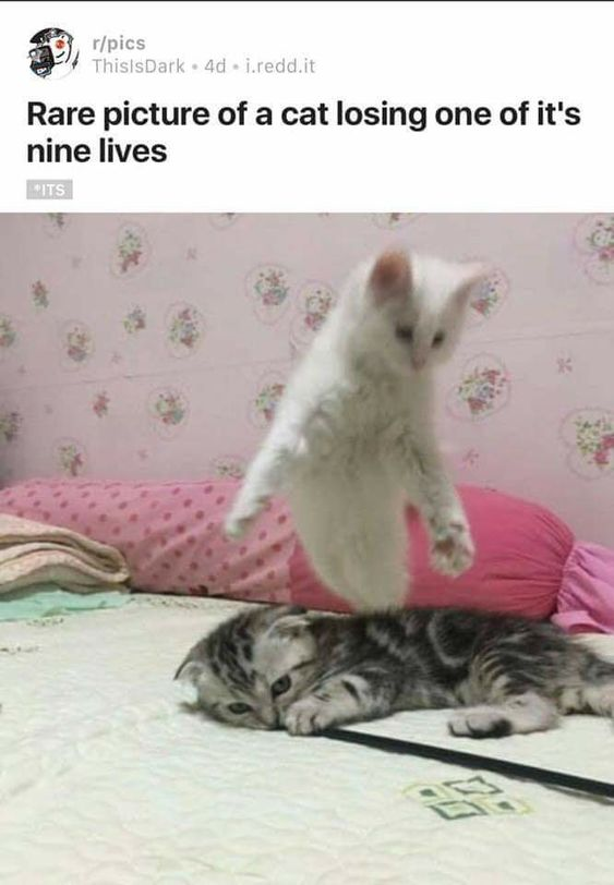 WholesomeMeme's tweet photo. https://t.co/fZvmYNn4xE