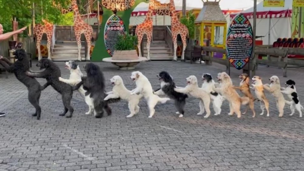 licerdo's tweet photo. El perro más grande del mundo según los talquinos https://t.co/afHDFV3xa4
