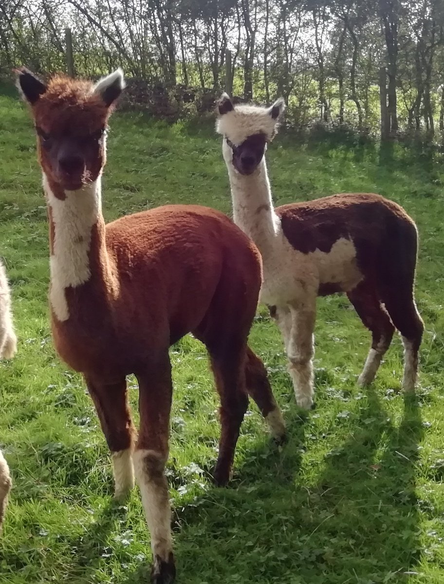 WhyNotAlpacas's tweet photo. Anyone looking for (proper!) Multi Girls? WhyNot? https://t.co/eS0qkiQ8NO
