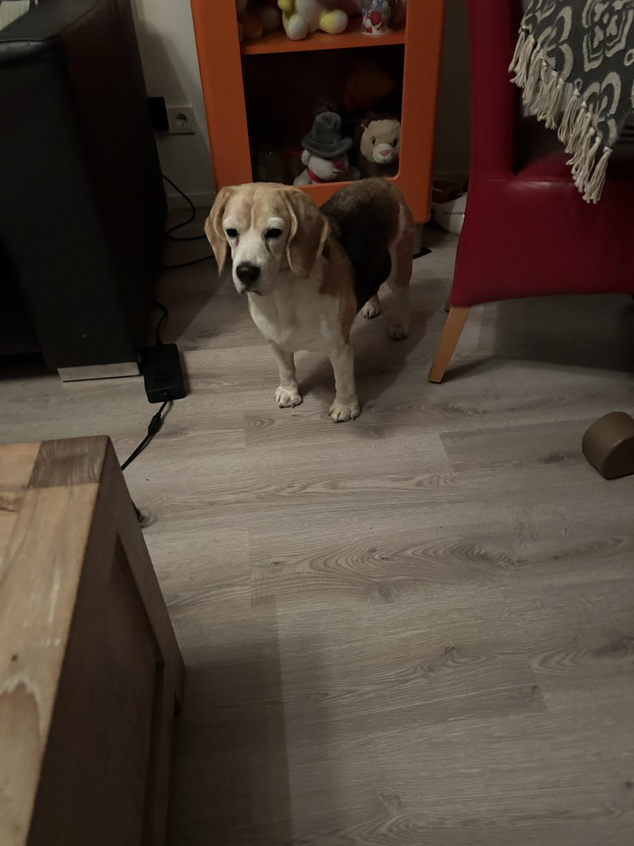 leonbalkema's tweet photo. Hondje gevonden in Zuidhorn (Nieuwstraat) graag delen!! #vermist https://t.co/6Adi1GiEcl