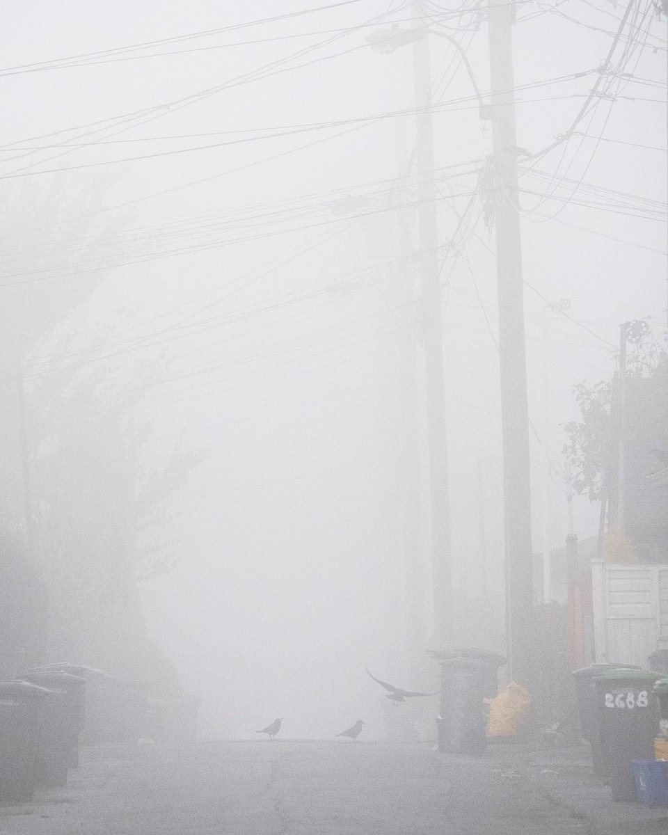 June Hunter Images
Crow adventures in the fog. #citycrowstories #crowwatching #crow #fog #eastvanalleys