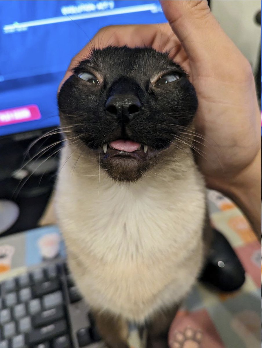 Vertrucio's tweet image. Fuuka round and found out (how much I will squish and torment her if she jumps up on my desk).

#Cats #Bleps