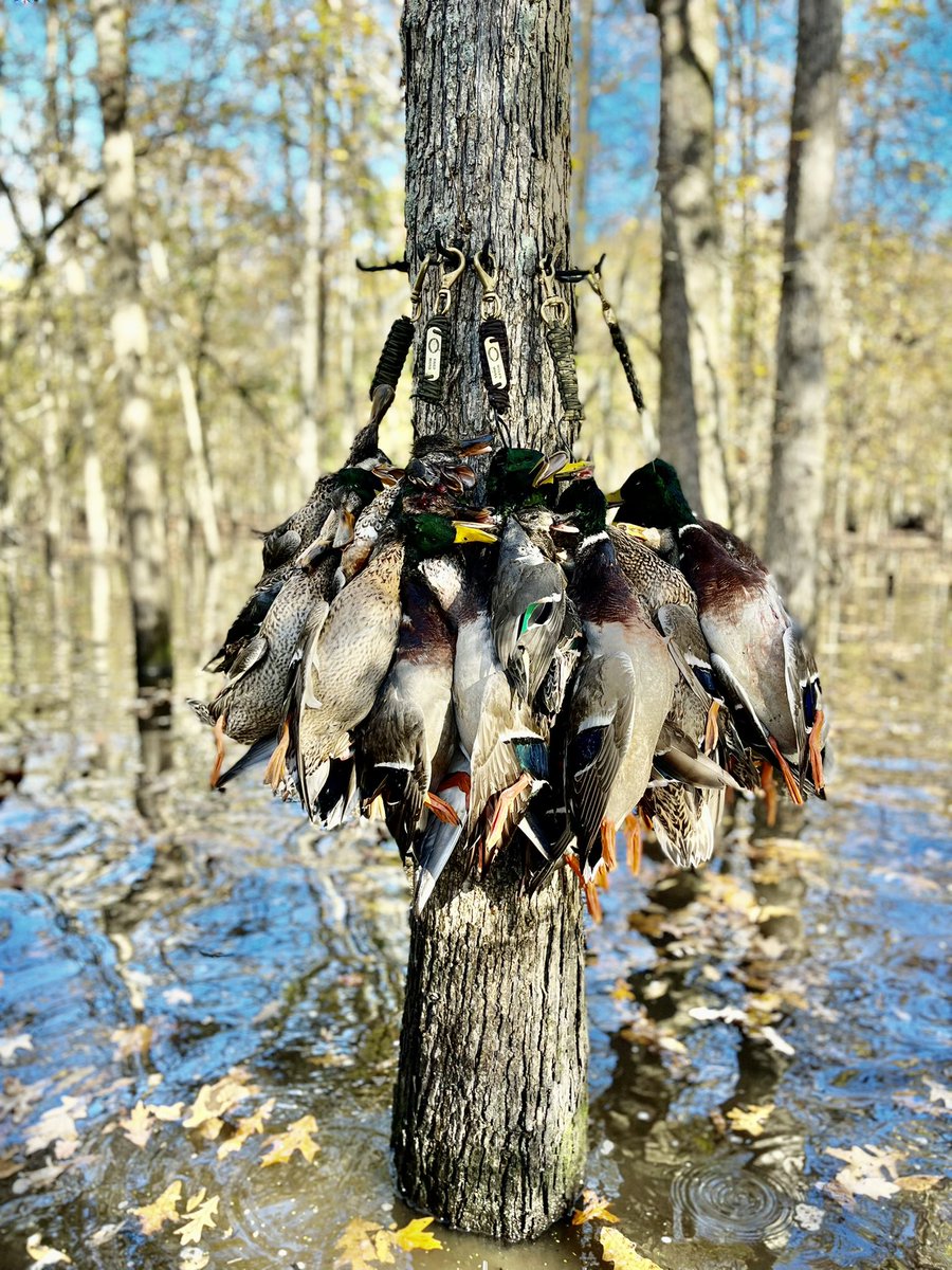 MayorJohnHolden's tweet photo. Opening day of Duck Season in Arkansas. Always a great time of fun and fellowship with good friends! #slickshuntinglodge #stuttgarthuntingclub #timberhunting https://t.co/2i2HLHdpxF