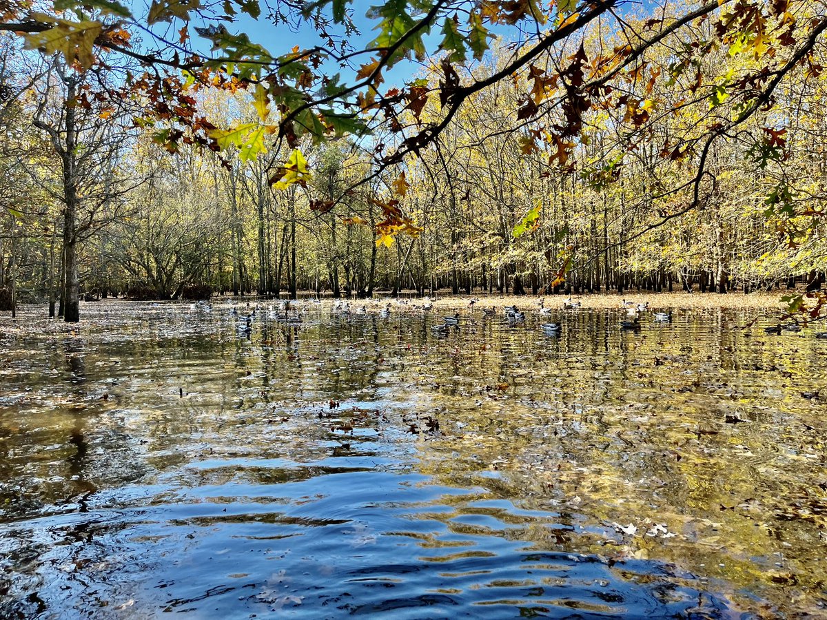 MayorJohnHolden's tweet photo. Opening day of Duck Season in Arkansas. Always a great time of fun and fellowship with good friends! #slickshuntinglodge #stuttgarthuntingclub #timberhunting https://t.co/2i2HLHdpxF