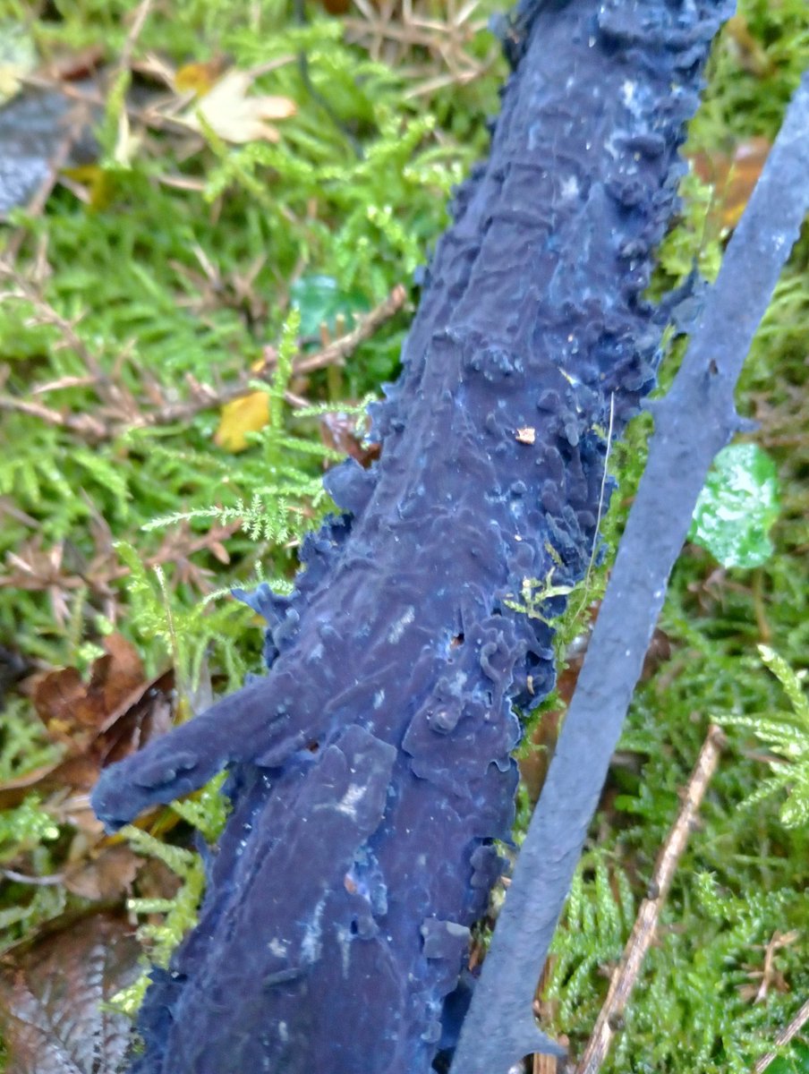 Shocking weather today in South Wales has kept me in, but thought I'd share this spectacular Cobalt Crust from Bryn Tips LNR coal tip @NPTCouncil this week to brighten your days. Although 'rare' UK wide, it's a common find, baseline species on every coal spoil I survey.