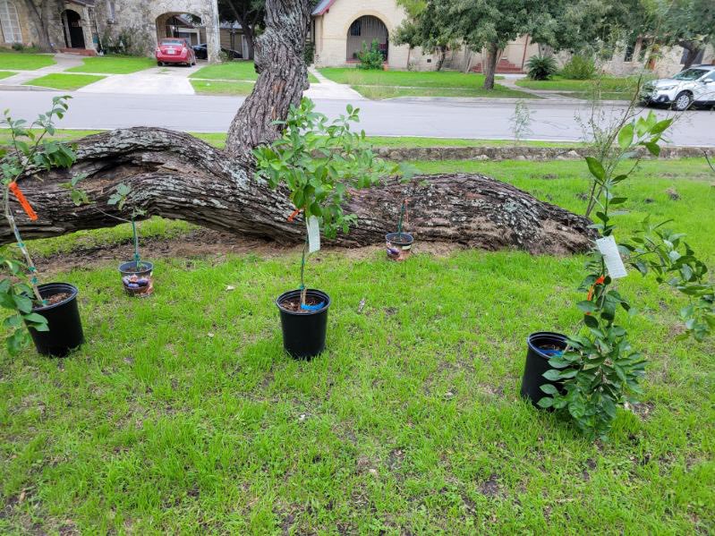 Pomegranate, apple, fig, peach, plum, Meyer lemon, mandarin, and satsuma planted trees have been planted, the final garden bed has been built, and a Texas native pollinator garden has been created at @ywlasatx with @GardopiaGardens this morning! @SAISD_Science