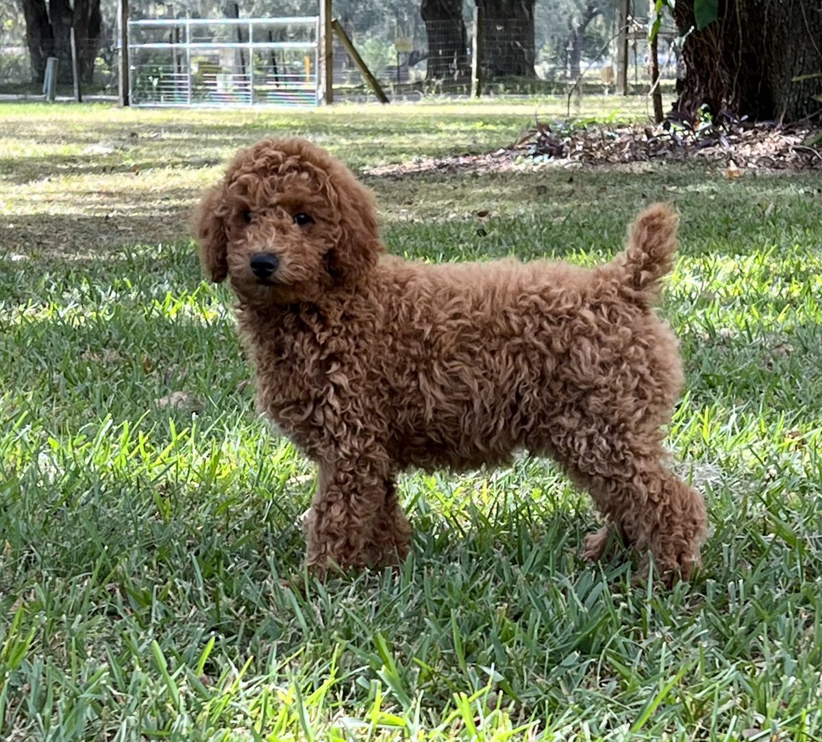 SmilingPoodleRanch.com