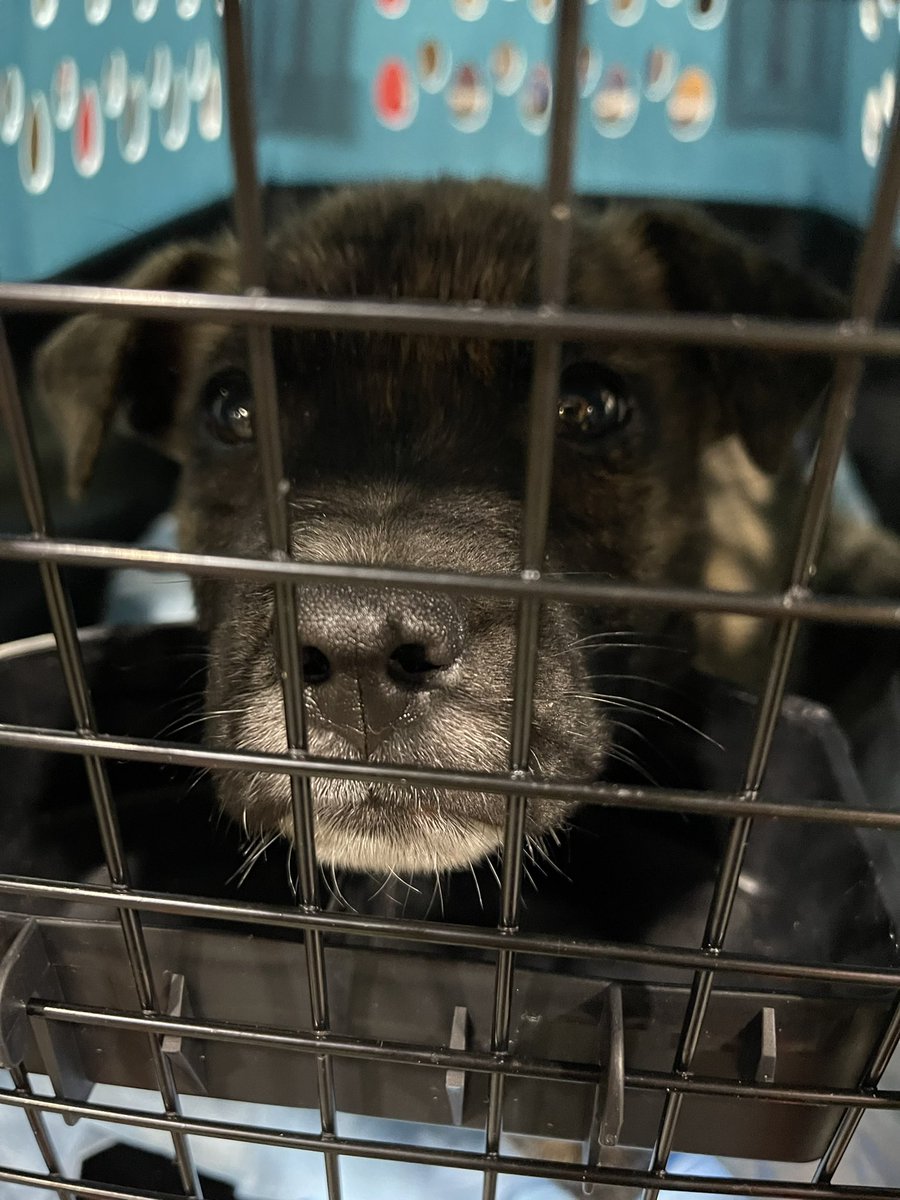 AviationAndDogs's tweet image. Lots of AVI’s today! Too much cuteness! #AlaskaAirlines #AlaskaAirCargo #flySEA ✈️🐾 🦜