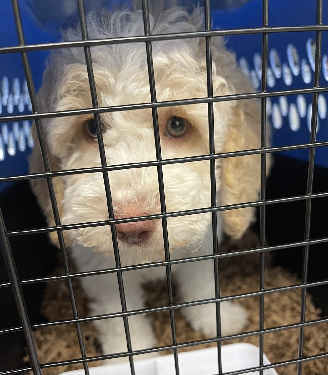 AviationAndDogs's tweet image. Lots of AVI’s today! Too much cuteness! #AlaskaAirlines #AlaskaAirCargo #flySEA ✈️🐾 🦜