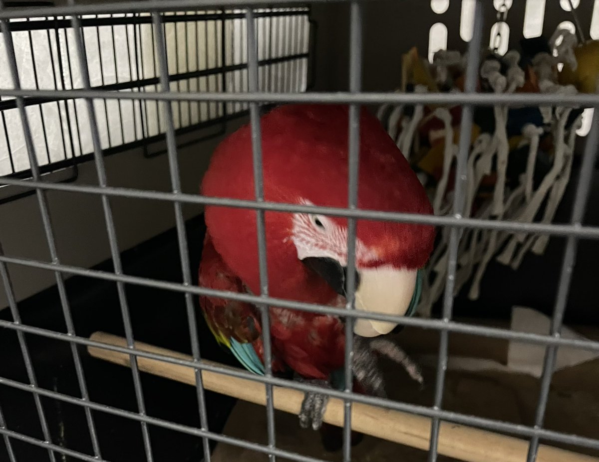 AviationAndDogs's tweet image. Lots of AVI’s today! Too much cuteness! #AlaskaAirlines #AlaskaAirCargo #flySEA ✈️🐾 🦜