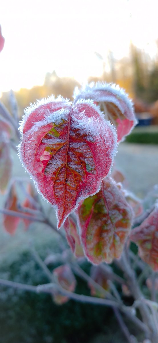 My Cornus Kousa with her wintercoat... ❄️
Minus 3 this morning 🥶 But the garden vas soooooo beautiful 😍
#WINTER #gardening