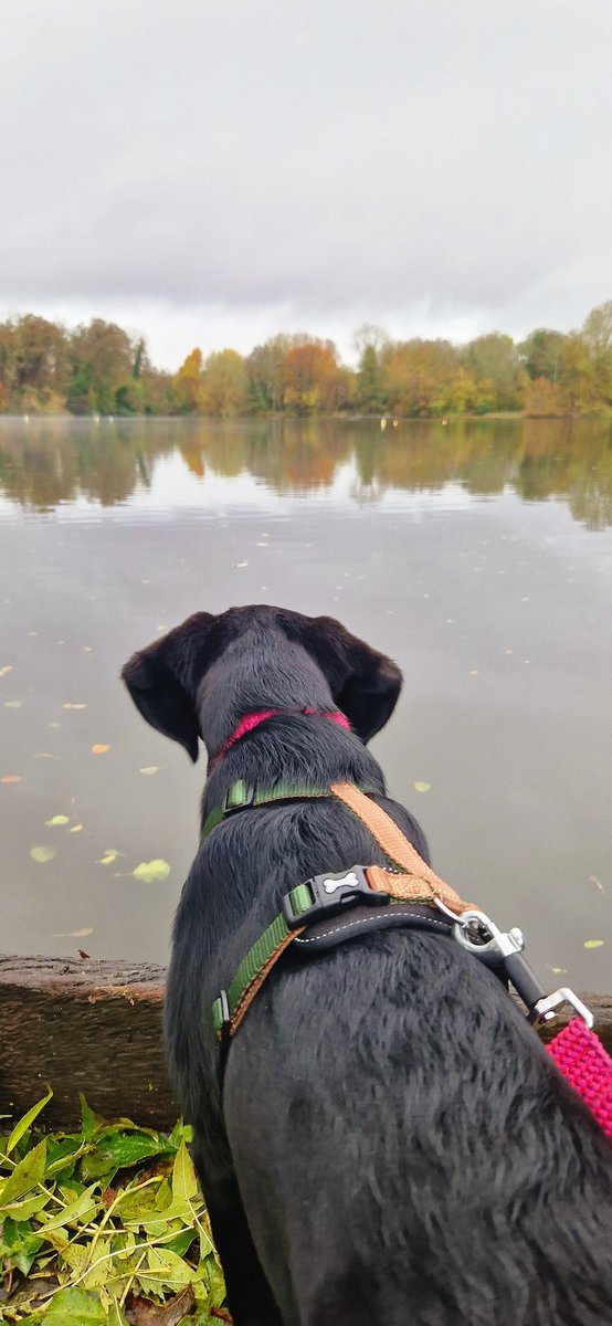 judythevet's tweet photo. First visit to a lake and she loved it, no swimming yet though! Too cold!
#Labrador #Scout #VetTwitter #ScoutOutAndAbout #Adventures #PuppiesOfTwitter #BlackLabSquad https://t.co/9e4CT2TvAq