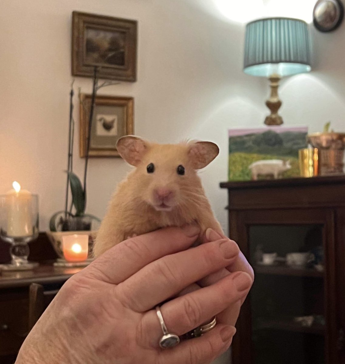 podweed's tweet photo. When the offspring come to stay.
And bring the hammy🐹😍
#SmallFurry
#CatsIsJelly 😸 https://t.co/FiiR8OiFcM