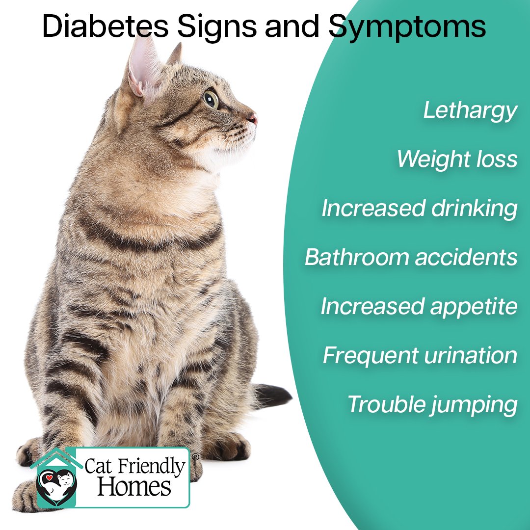 CatVets's tweet photo. November is National Pet Diabetes Month. Feline diabetes is a common condition and often occurs in overweight and/or older cats.  Symptoms include weight loss, increased drinking and appetite and lethargy. Learn more at https://t.co/IALCTNo17c. 

#CatFriendlyHomes #FelineDiabetes https://t.co/CJIkfJgBvU