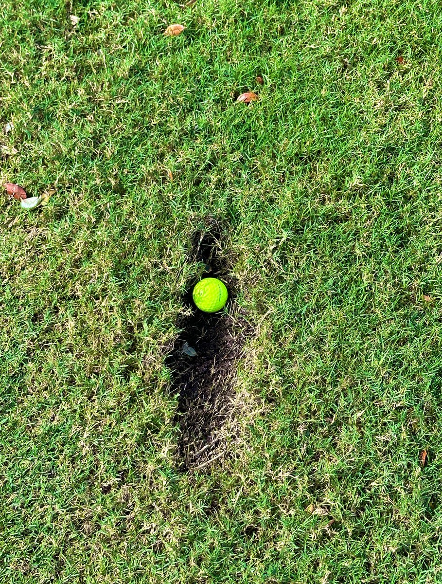 Rick Golfs tweet media