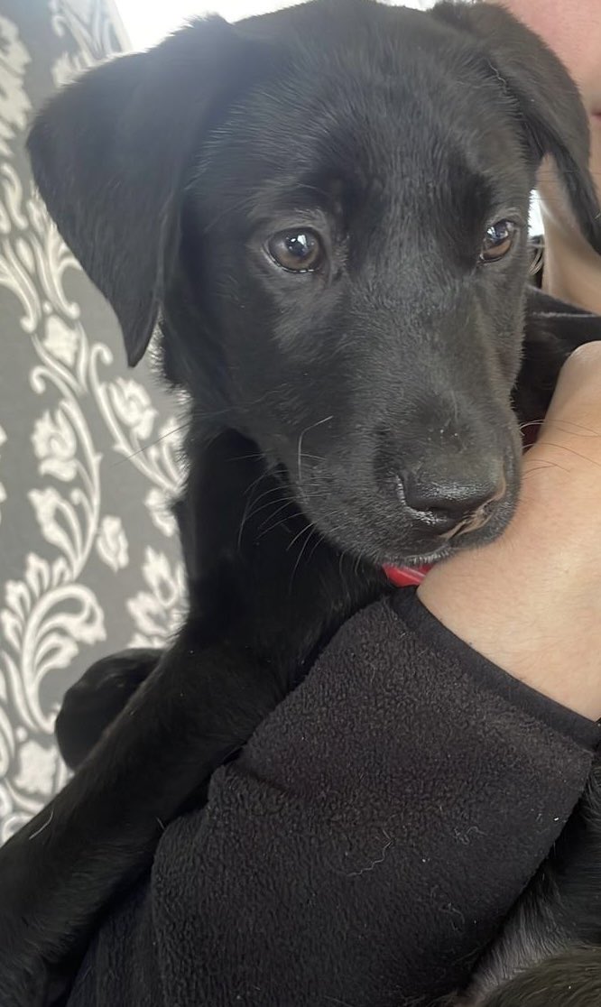 kidrrr's tweet photo. New addition to the family https://t.co/GWAr56KeJu