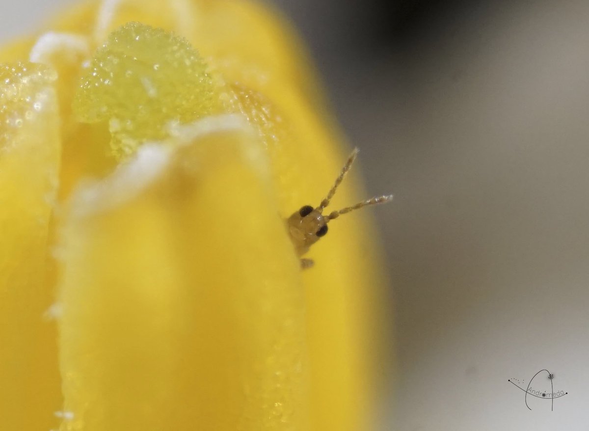 Pues fotografiando esta florecilla me apareció este individuo que hasta parecía observarme 😅
Para ver el tamaño del bichito seguir 👇🏻 porque es realmente pequeño 🔬