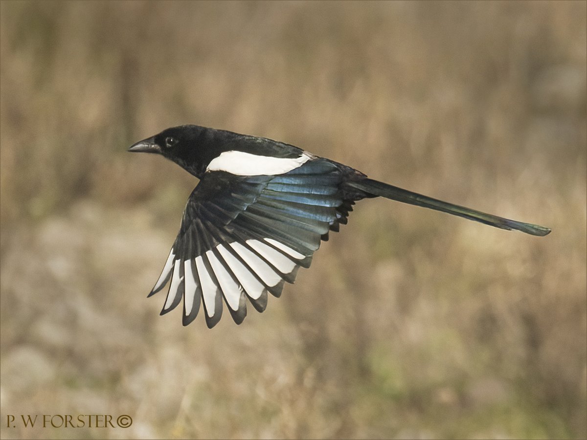 paul230156's tweet photo. Magpie from South Gare recent 
@teesbirds1 @WhitbyNats @clevelandbirds @teeswildlife @DurhamBirdClub @TeesmouthNNR @RSPBSaltholme @YWT_North @YorksWildlife @NTBirdClub @WildlifeMag #7DMK11 https://t.co/uBbkSDRMlA