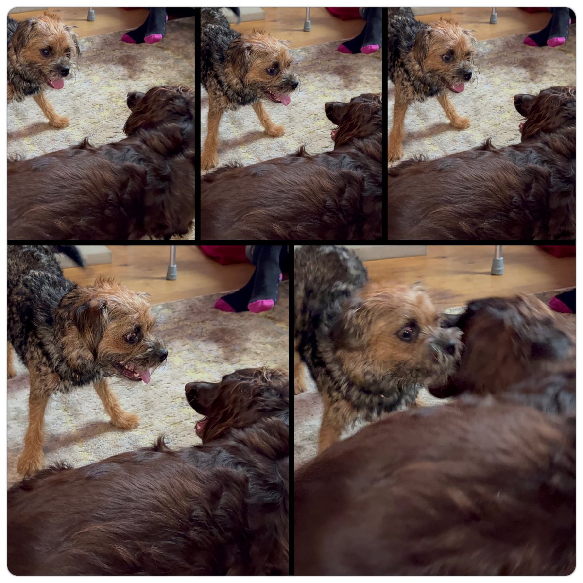 Sir Boots BT - bro to Sir Sebππ (@mrsebbt) on Twitter photo I call this β A study in Crazy Eye!β πππ <a href="/bluewrather/">Hopper aka Clunck β¦4 Bluey OTRB 14\10\21 ππ</a> #btposse I call this β A study in Crazy Eye!β πππ <a href="/bluewrather/">Hopper aka Clunck β¦4 Bluey OTRB 14\10\21 ππ</a> #btposse