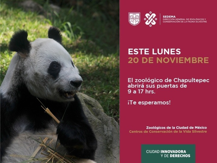 ZoologicosCDMX's tweet image. Te tenemos grandes noticias, este #Lunes 20 de noviembre, el #ZoológicoDeChapultepec  abrirá sus puertas. 
¡Te esperamos!