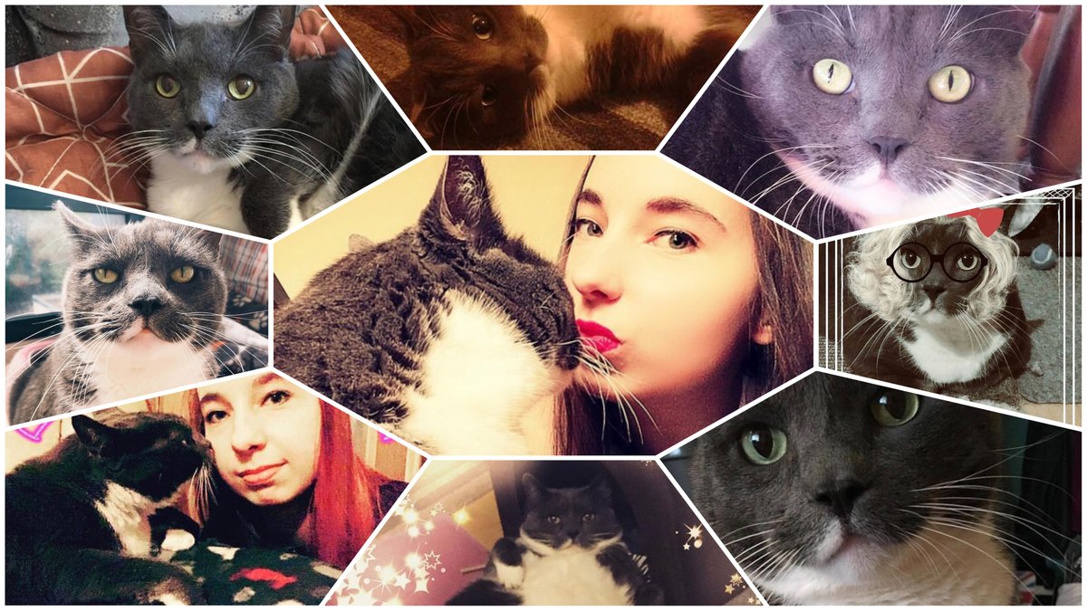 iHowleen's tweet photo. Die schönsten Momente von Paulchen | † 16.10.2023

In diesem Video gibt es nochmal die lustigsten, süßesten und besten Momente von Paulchen. Lasst uns ihn nie vergessen. <3

#iHowleen #YouTube #YouTuberin #Cats #Katzen #Cat 

YouTube: https://t.co/JKUl0Zn5UC https://t.co/r2MymstYvF