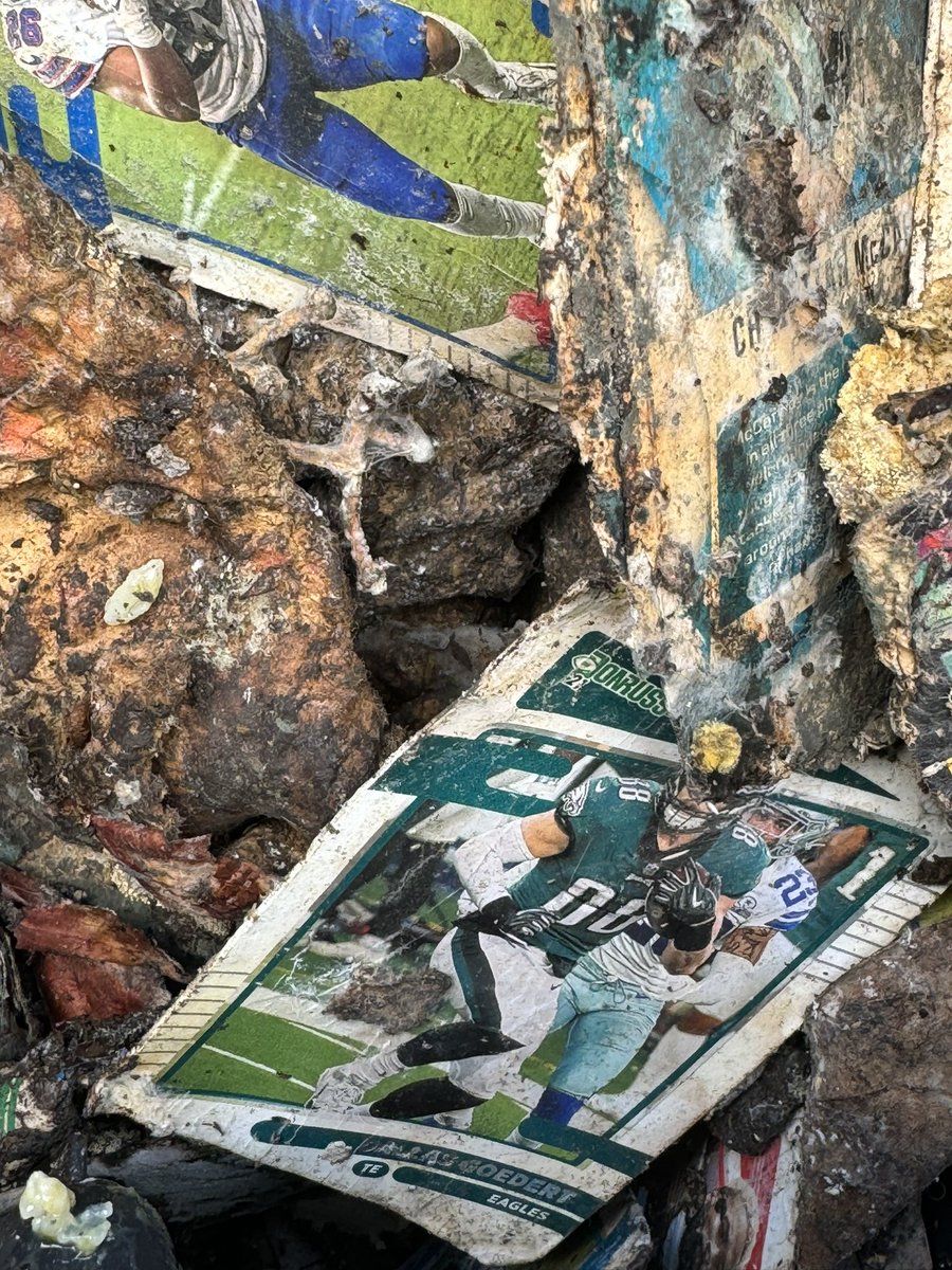 CompostingCards's tweet image. Dallas Goedert in compost.
#CompostCards #GreenHobby
@dallasgoedert88