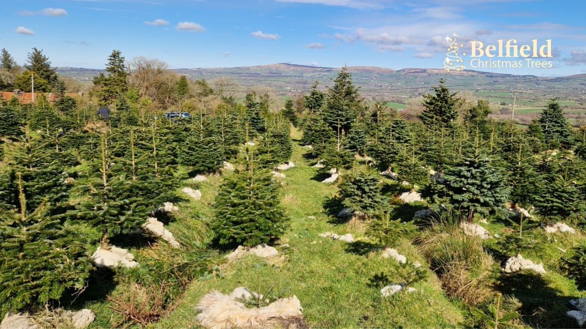 Trialing sheep wool as weed control and fertilizer. #BelfieldChristmasTrees #LoveARealTree