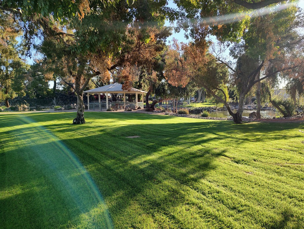 KartsHuseonica's tweet photo. Living in the Sonoran Desert of Arizona USA, I don't get to see greenery like this very often. Soaking it in.
#suncityaz https://t.co/596XWFezUe