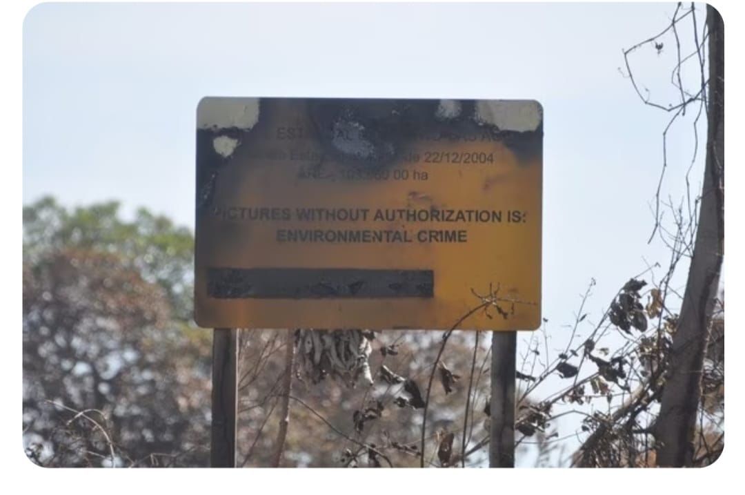 pecuariadobem's tweet photo. Um dos maiores erros cometidos por aqueles que se julgam "protetores da Natureza" é desprezar o conhecimento. 
No Pantanal, o boi come o capim, mantendo-o baixo e sempre rebrotando.
Tirar o boi, é provocar uma explosão de forragem, que ao secar é fonte para o fogo consumir https://t.co/SmzjABypvS