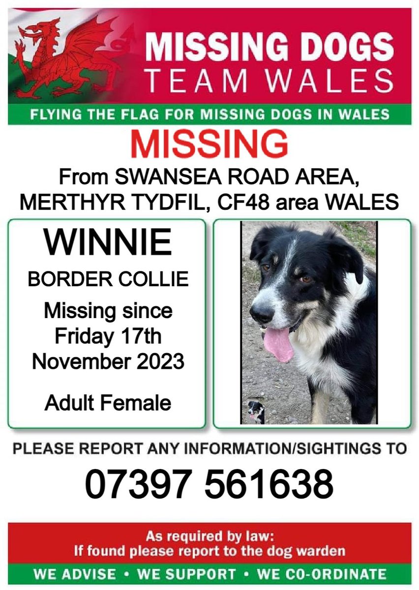 #WINNIE, MISSING FROM #SWANSEA_ROAD AREA, #MERTHYR_TYDFIL #CF48 area #WALES SINCE FRIDAY 17th NOVEMBER 2023.WINNIE WAS SPOOKED BY FIREWORKS AND WILL BE NERVOUS, PLEASE CALL NUMBER WITH ANY SIGHTINGS
