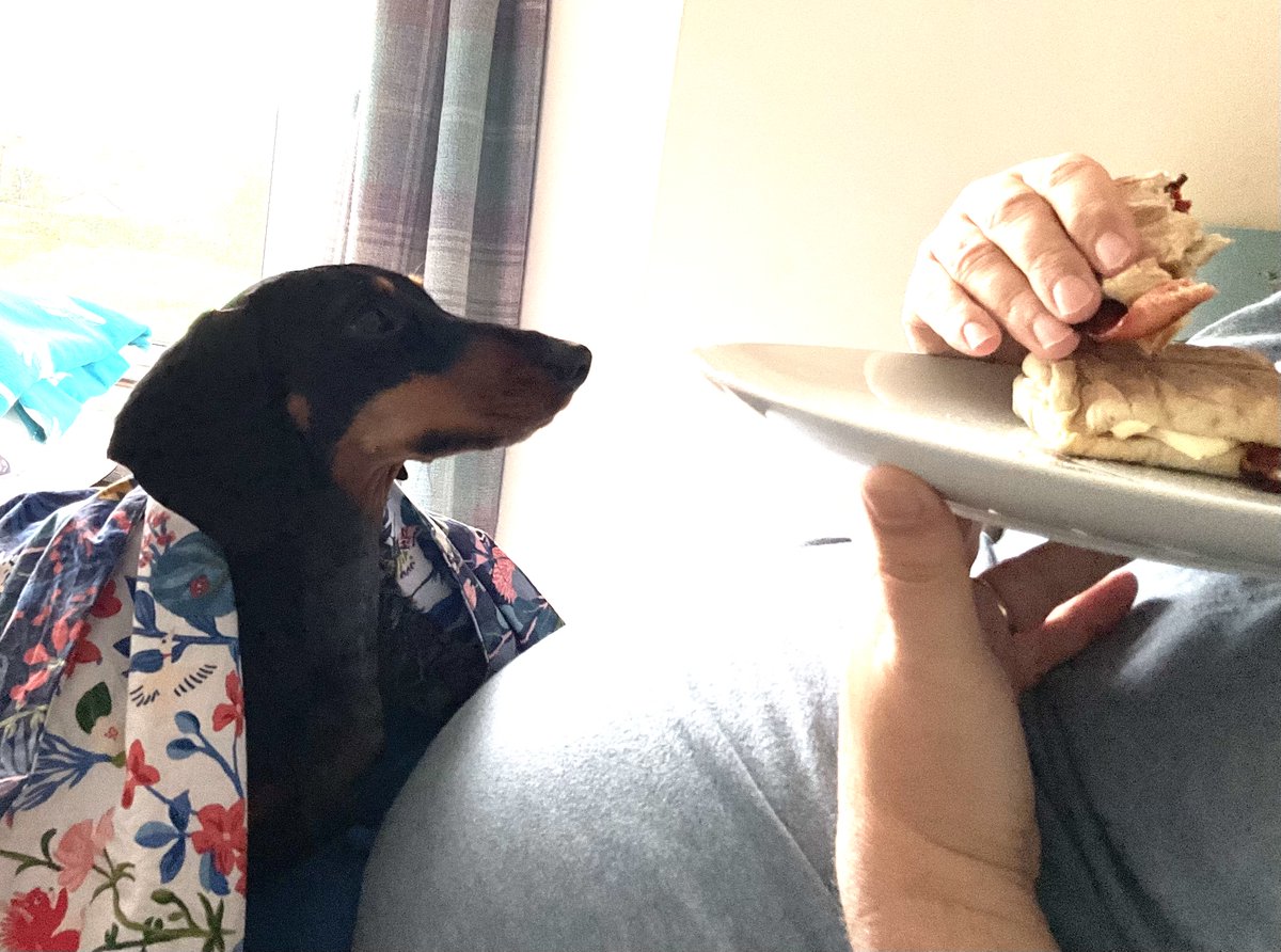 TheScampDachs's tweet photo. According to mothership l am not subtle about wanting food, I wanted papa’s #breakfast #bacon #egg #sandwich I also stoles a whole piece of ham of her plate at teatime. Good jobs I look cute, or they’d be some mad at me. Titch. #gettingbold #dachshund #cornwall https://t.co/a0ZprjBoCW
