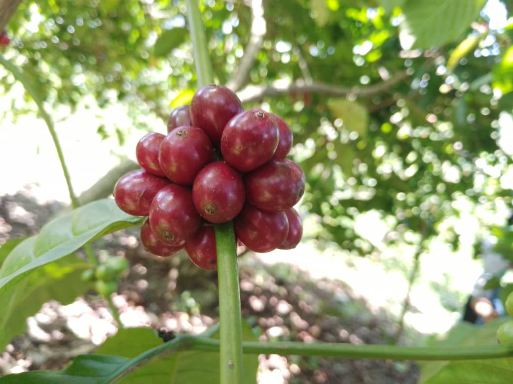 Gabrielasjr's tweet photo. Abrazo la Alianza Científico Campesina como movimiento organizativo y técnico venezolano, cuyo vínculo con la tierra es sagrado.

Durante el trabajo productivo del campo se amalgama la investigación acción-participativa, donde las y los campesinos recrean los conocimientos tan plurales y diversos como nuestra naturaleza y sus biomas.

Los múltiples saberes (cosmovisión),
métodos y producción de la Alianza Científico Campesina se fortalecen; contando desde ahora en adelante con una plataforma tecnológica diseñada tierra adentro para interconectar capacidades y voluntades.

Conocerás más de la Alianza Científico Campesina este lunes en @ConMaduroMas_ 
🇻🇪🌱👩🏽‍🌾🥔🥦☕️

#CienciaParaLaVida 
#VenezuelaSiParticipa