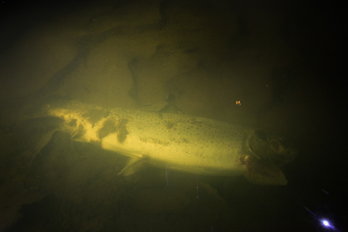 #Haaganpuro:sta löytyi ennätykselliset 115 #taimen #kutupesä:ä, eli n 20% parannus aiempaan. Onnistuneet #kutusoraikko-kunnostukset ovat vahvistaneet vaelluspoikastuotantoa ja emokalastoa. Löydettiin myös yksi kuollut emo. #vaelluskala #täsmäkunnostus #kutupesälaskenta #Helsinki