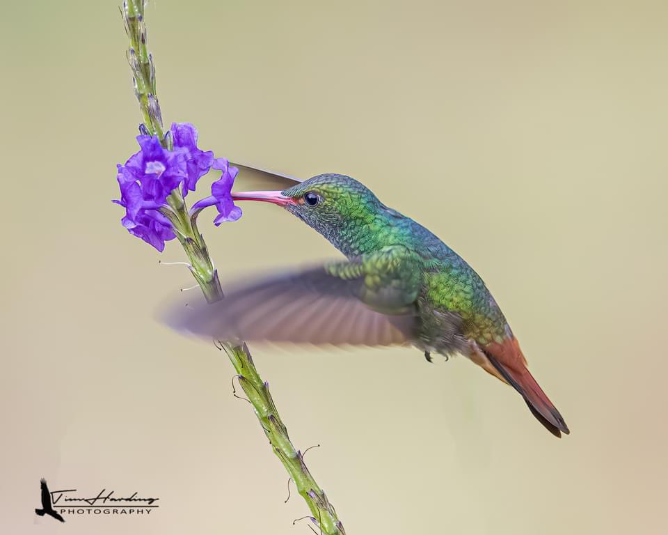 Rufous-tailed Hummingbird | Alajuela, CR #birdphotography #birds #birding #BirdTwitter #birdwatching #TwitterNatureCommunity #TwitterNaturePhotography #NaturePhotography