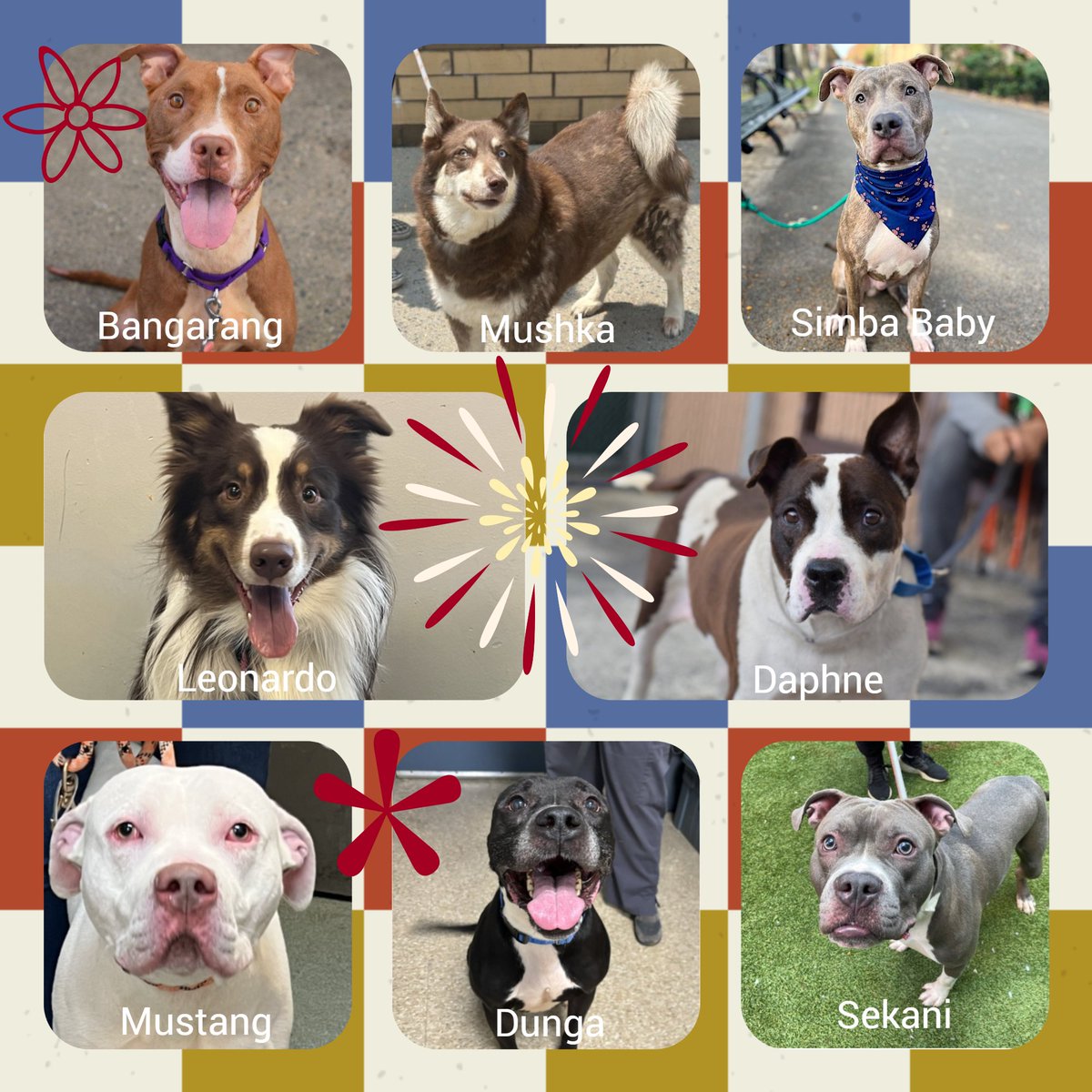 Not the Same (@notthesameone2) on Twitter photo 🚨 Euthanasia command given for Bangarang, Mushka, Simba Baby, Leonardo, Daphne, Mustang, Dunga & Sekani. Available northeast. Anyone interested DM me. 🚨 Euthanasia command given for Bangarang, Mushka, Simba Baby, Leonardo, Daphne, Mustang, Dunga & Sekani. Available northeast. Anyone interested DM me.
