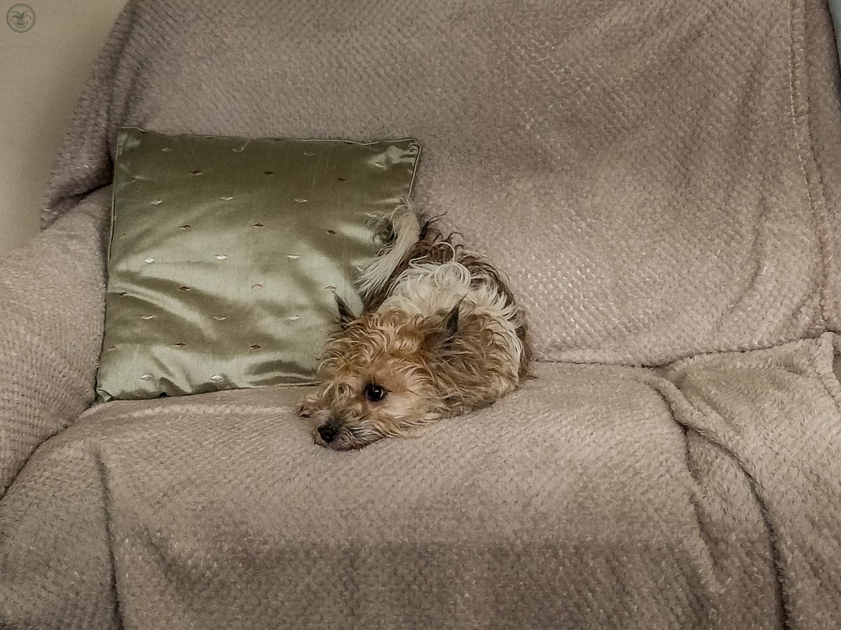 CumbriaSkyscape's tweet photo. Dusty Dog

Meet Dusty, collected today from Eden Animal Rescue at Penrith 😁

20 minutes in the house and I think she is very happy to have a home again 😀

#doglovers #DogsofTwittter #dogsofinstagram #Dogsarefamily #dogsoflinkedin #dogsarefamily https://t.co/8Do2onicfY